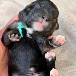 Rocky - teal collar - Black and white male Cavapoo puppy in Colorado Springs, Colorado from Shining Star Doodles