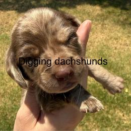 Aster 3500 AKC - Dapple male Dachshund puppy in Denison, Texas from Digging Dachshunds