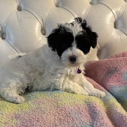 Cowie - Black and white female Bernedoodle puppy in Gainesville, Florida from Alyssa Xxweetdoodles