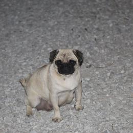 Izzy - Pug