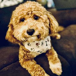 Paislee - Goldendoodle