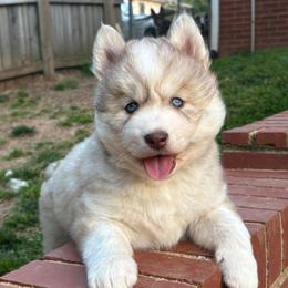 Karly - Sable and white female Siberian Husky puppy in Elkin, North Carolina from Blue Ridge Shadow Huskies