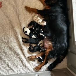 Kelli - Black and tan female Cavalier King Charles Spaniel puppy in Paulden, Arizona from Nine Mile Cavaliers
