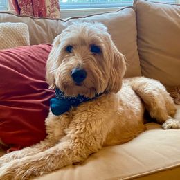 Ruby - Goldendoodle