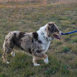 Rosie - Miniature Australian Shepherd