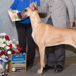 Great Danes from Jerdans Great Danes