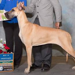 Great Danes from Jerdans Great Danes