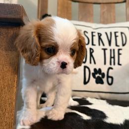 Riley - Blenheim male Cavalier King Charles Spaniel puppy in Kidder, South Dakota from Continental Cavaliers