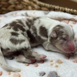 Girl 1 - Red merle female Australian Shepherd puppy in Volant, Pennsylvania from Addie's Aussies