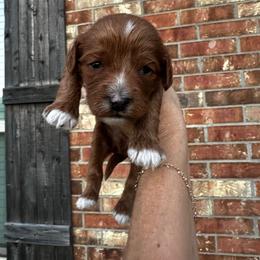 Cash - Red male Cavapoo puppy in Thorndale, Texas from Hattie’s Texas Cavapoos