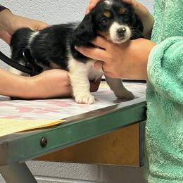 Dachshund Puppies from V's Southern Angels