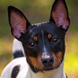 Rat Terriers from Meraki Rat Terriers