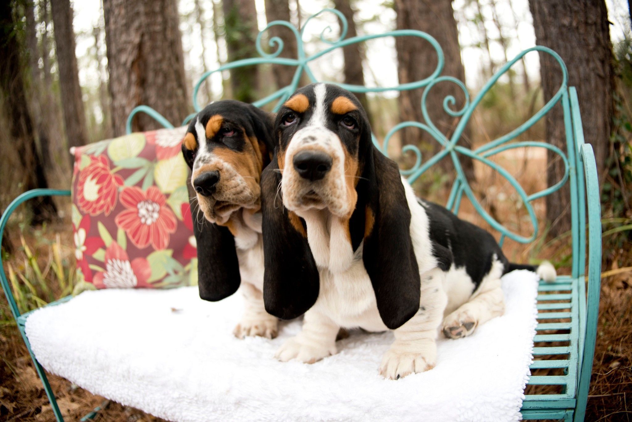 Two basset hound dogs on a bench