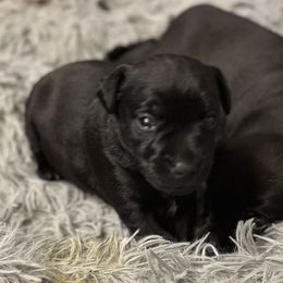 Patterdale Terrier Puppies from Oakleaf Ranch