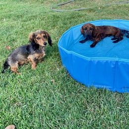 Dachshunds from FAB Fuzzbutt Acres Bulverde