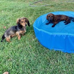 Dachshunds from FAB Fuzzbutt Acres Bulverde