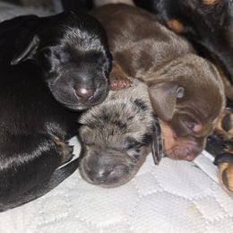 Dachshund Puppies from Dicrocco's Doxies