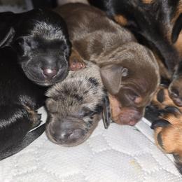 Dachshund Puppies from Dicrocco's Doxies