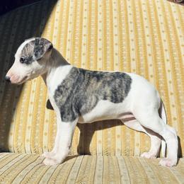 Margret - White and fawn brindle female Whippet puppy in Kingston, Tennessee from Smithfield Park