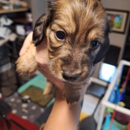 Boy 3 - Cream male Dachshund puppy in Gordon, Georgia from Long Dogs Yellow Farm