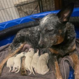 Boy 1 - Blue male Australian Cattle Dog puppy in Prescott Valley, Arizona from KS Cattle Dogs