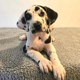 Harlequin girl 1 - Harlequin female Great Dane puppy in Golconda, Illinois from Breken Great Danes
