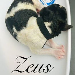 Zeus - Parti male Poodle puppy in Mobile, Alabama from Semmy’s Standard Poodle LLC