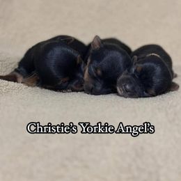 Yorkshire Terrier Puppies from Christie’s Yorkie Angel’s