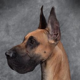 Great Danes from Elle Great Danes