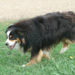Harley - Miniature Australian Shepherd
