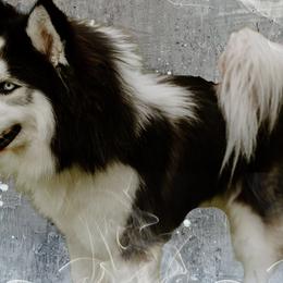 Juneau - Siberian Husky