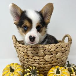 Rain - Black and tan male Pembroke Welsh Corgi puppy in Waco, Texas from The Comma Corgis