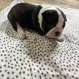 Toby - Brindle and white male Boston Terrier puppy in Alabama from Southern Bulldogs