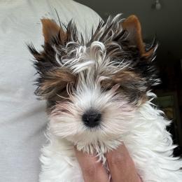 Boy 3 - Black tan and white male Biewer Terrier puppy in Kerhonkson, New York from Arc-en-Ciel Biewers & Maltese