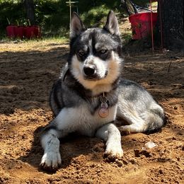 Morphy - Siberian Husky