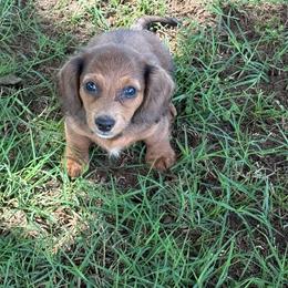 Charlie - he has Silver Coloring - Chocolate and tan male Dachshund puppy in Fort Worth, Texas from Louis' Litters