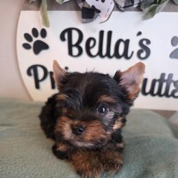 Hayden - Black and gold male Yorkshire Terrier puppy in Clermont, Florida from Bella's Prissy Butts