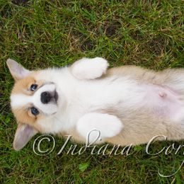Pembroke Welsh Corgi Puppies from Indiana Corgis LLC