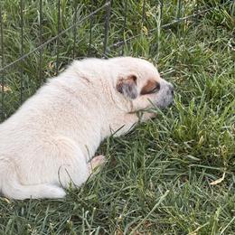 Capy - Red speckled male Australian Cattle Dog puppy in Billings, Montana from Sugarloaf French bulldogs and Australian cattle dogs