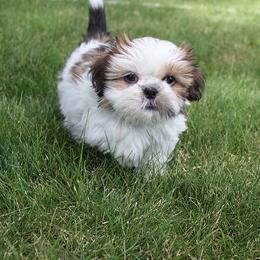 Boy 2 - Red and white male Shih Tzu puppy in Craig, Colorado from Rocky Mountain Shih Tzus and Dry Creek Miniature Dachshunds