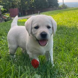Sallie's Red Collar - Yellow male Labrador Retriever puppy in Mansfield, Missouri from Leadhill Labs