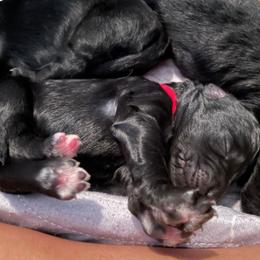 Boy 3 - Black male Goldendoodle puppy in Las Vegas, Nevada from Doodles by Design