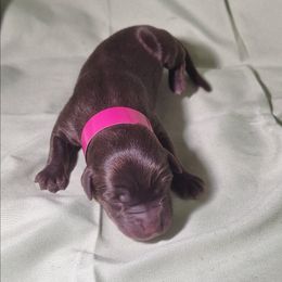 Legacy (Pink) - Chocolate female Labrador Retriever puppy in Waco, Texas from Ancient Dogges Performance Dogs