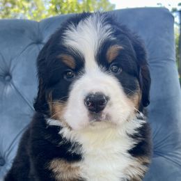 Katie - Black rust and white Bernese Mountain Dog puppy in Fitzgerald, Georgia from Southern Charm Bernese