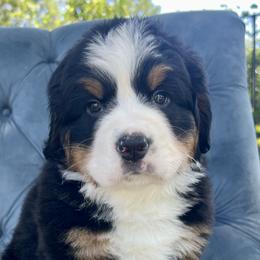 Katie - Black rust and white Bernese Mountain Dog puppy in Fitzgerald, Georgia from Southern Charm Bernese