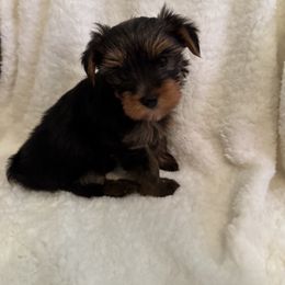 Ms Mini Bella - Black and tan Yorkshire Terrier puppy in Las Vegas, Nevada from Made in Heaven Yorkshire Terrier Las Vegas