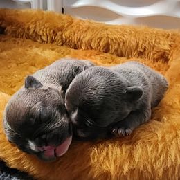 French Bulldog Puppies from Honey Hole Frenchies
