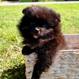 Adam - Black male Pomeranian puppy in Springfield, Missouri from Hope Mountain Pomeranians