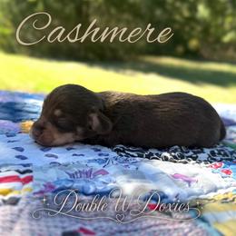CASHMERE Half Russian Wire PET ONLY - Chocolate and tan female Dachshund puppy in Alto, Texas from Double W Doxies