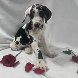 Great Dane Puppies from Catskills Greatest Danes